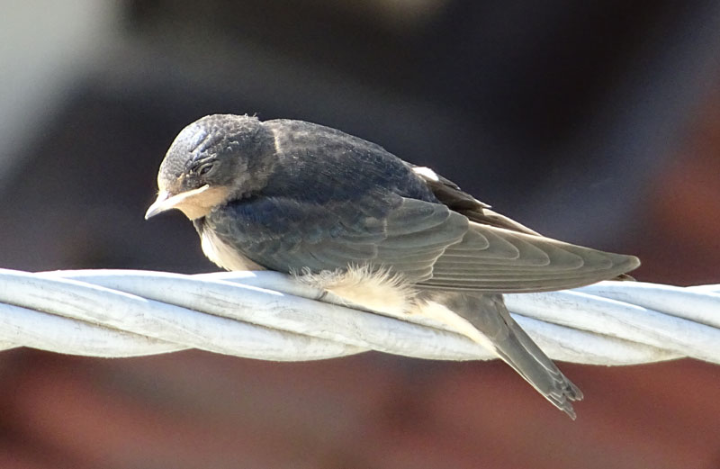 rondini....stessa Famiglia ? s: Hirundo rustica